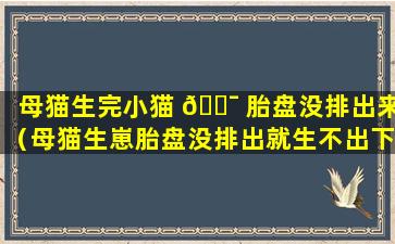 母猫生完小猫 🐯 胎盘没排出来（母猫生崽胎盘没排出就生不出下一只吗）